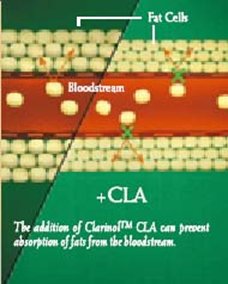 CLA Clarinol™ zabraňuje ukládání tukových buněk z krevního oběhu.