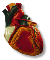 Srdce